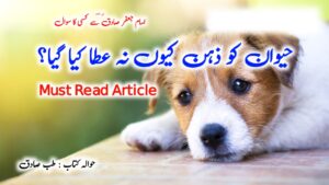 Read more about the article امام جعفر صادق ع سے سوال: حیوان کو ذہن کیوں نہ عطا کیا گیا؟