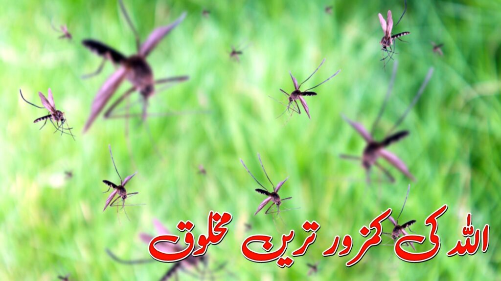 Mosquitos Flying On Greenery