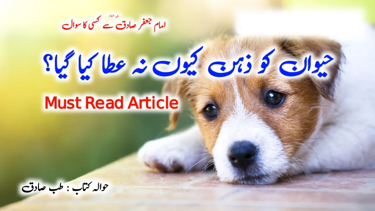 You are currently viewing امام جعفر صادق ع سے سوال: حیوان کو ذہن کیوں نہ عطا کیا گیا؟